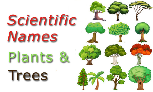 Scientific Names Common Plants And Trees CheckAll in