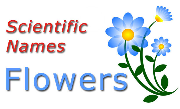 Scientific Names Common Flowers Checkall In