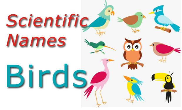 Scientific Names - Birds - Common And Wild 