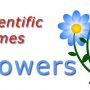 Flowers Scientific Names – Common and Forest Flowers