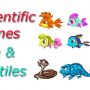 Scientific Names  – Fish, Reptiles And Amphibians