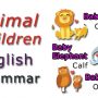 Animal Children/ Babies/ Young – Learn English Grammar