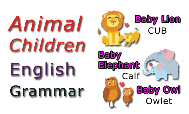 Animal Children/ Babies/ Young - Learn English Grammar 