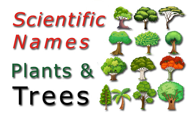 Scientific Names - Common Plants and Trees 