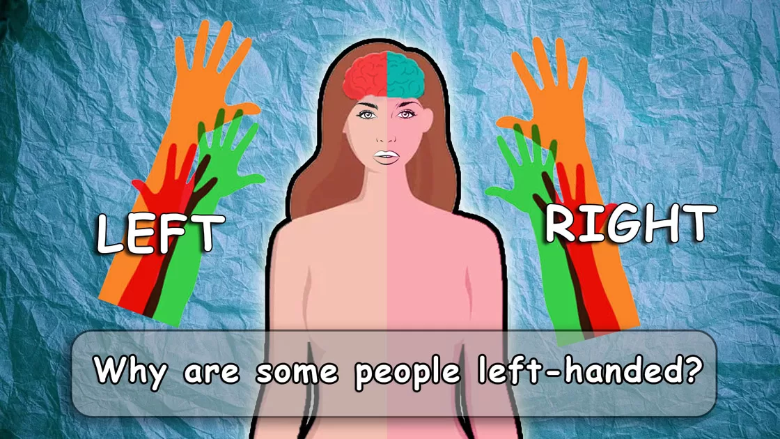 Why some people are left handed